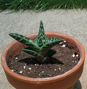 نحوه ی نگه داری از آلوئه ورا